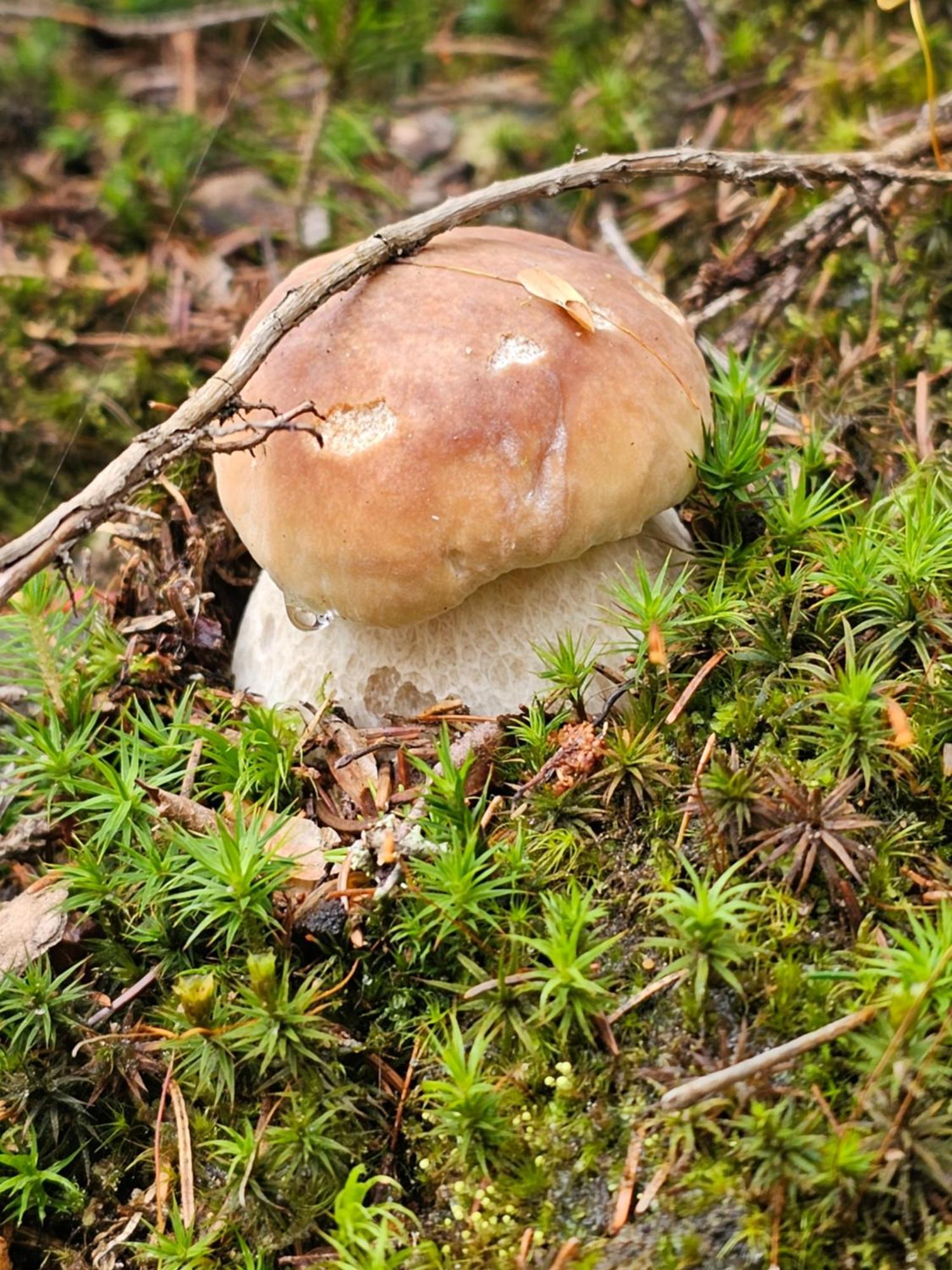 Willa Osmelakowa Dolina Spalona Zewnętrze zdjęcie